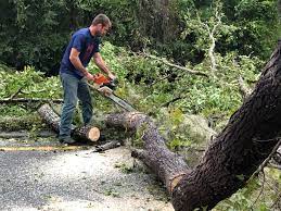 How Our Tree Care Process Works  in  Piedmont, AL