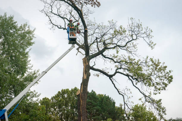 Best Leaf Removal  in Piedmont, AL