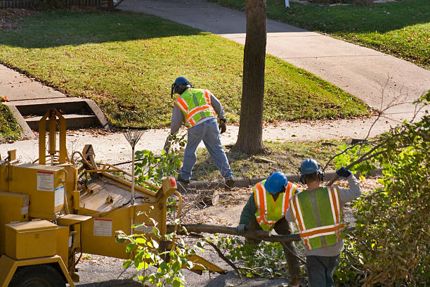 Best Tree Cabling and Bracing  in Piedmont, AL