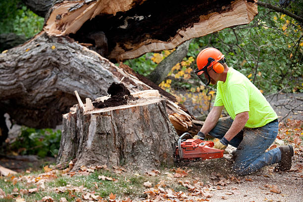 Best Tree Trimming and Pruning  in Piedmont, AL