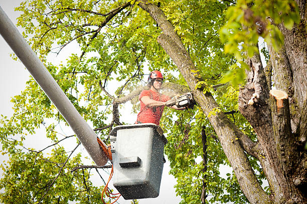 Best Tree Removal  in Piedmont, AL