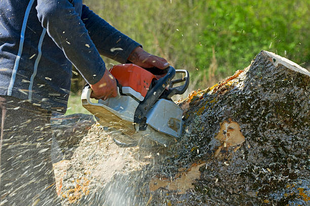 Best Tree Disease Treatment  in Piedmont, AL
